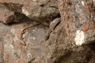 Lézard de mur de Madère