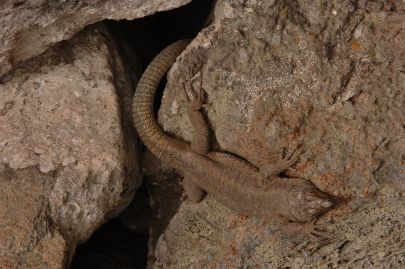 Lézard de mur de Madère