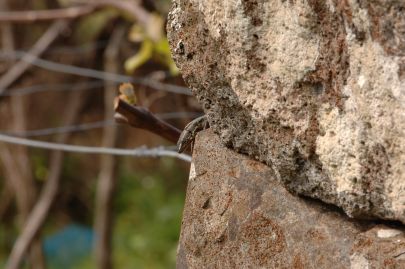 Lézard de mur de Madère