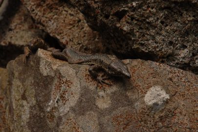 Lézard de mur de Madère