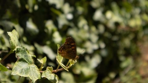 Mariposa de los Muros de Madeira