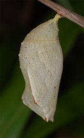 Mariposa de los Muros de Madeira