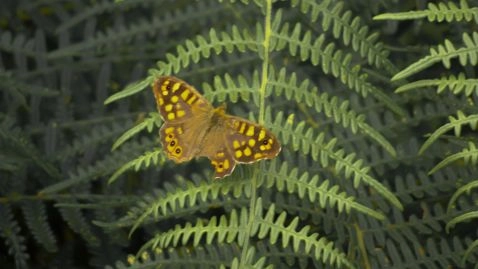 Mariposa de los Muros de Madeira