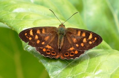 Mariposa de los Muros de Madeira