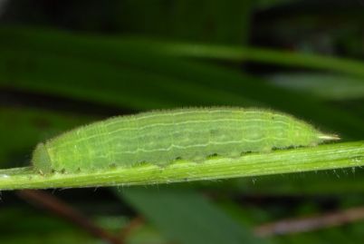 Mariposa de los Muros de Madeira