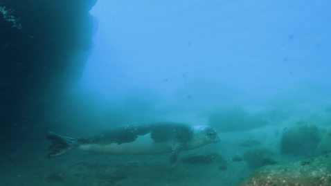 Le Phoque Moine de Méditerranée