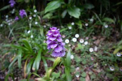 Orchidée de Madère