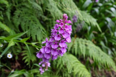 Orchidée de Madère