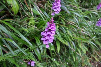 Orchidée de Madère