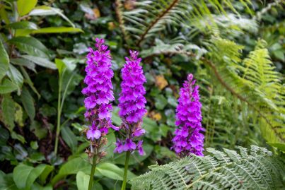 Orchidée de Madère