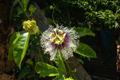 Passion Fruit