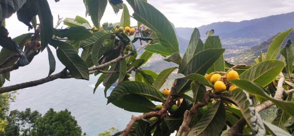 Loquat