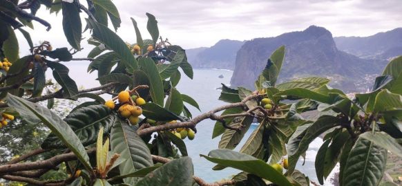 Loquat