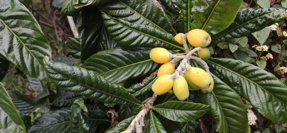 Loquat