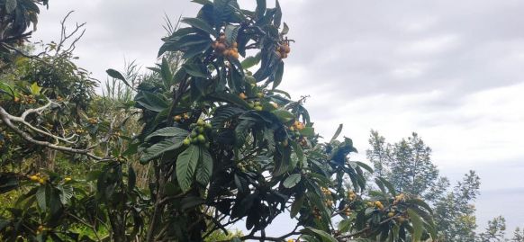 Loquat