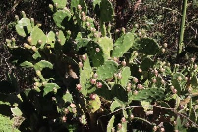 Prickly Pear