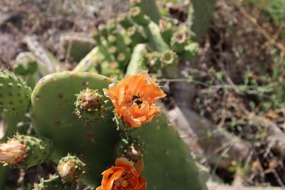 Prickly Pear