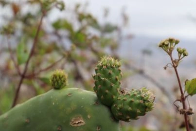 Prickly Pear