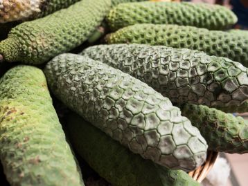 madeira nature centre | Kstliches Fensterblatt