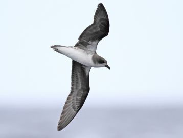 Petrel de Madeira