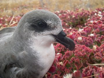 Petrel de Madeira