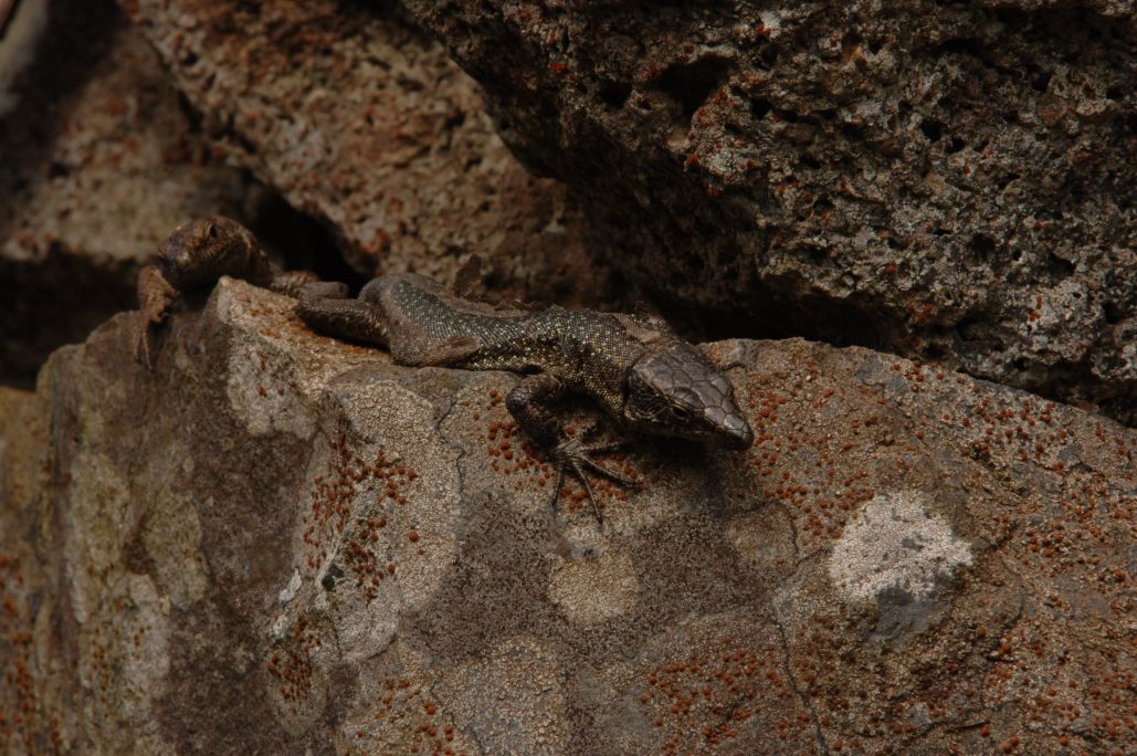 Lagartija de Madeira