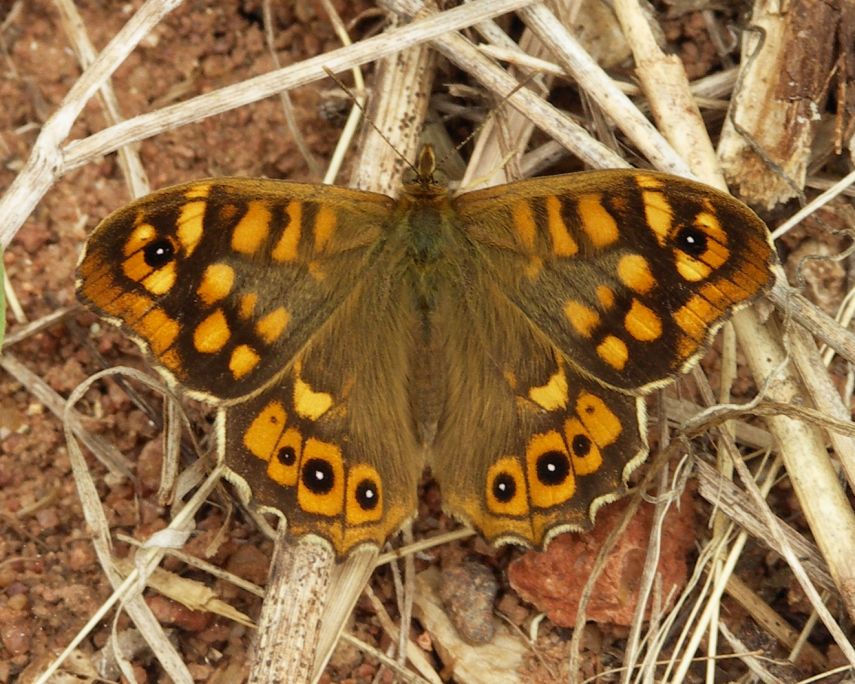 Mariposa de los Muros de Madeira