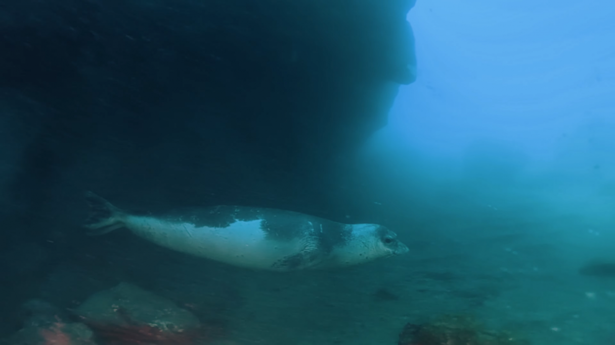 Foca Monje del Mediterráneo