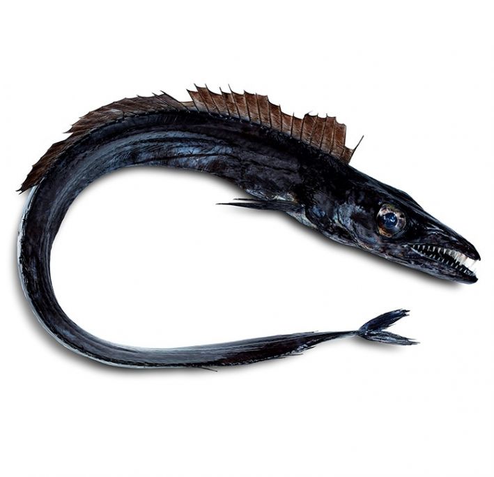 Black Scabbard Fish