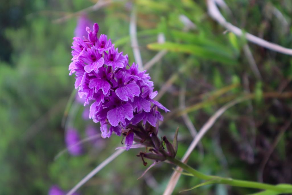 Orquídea de Madeira