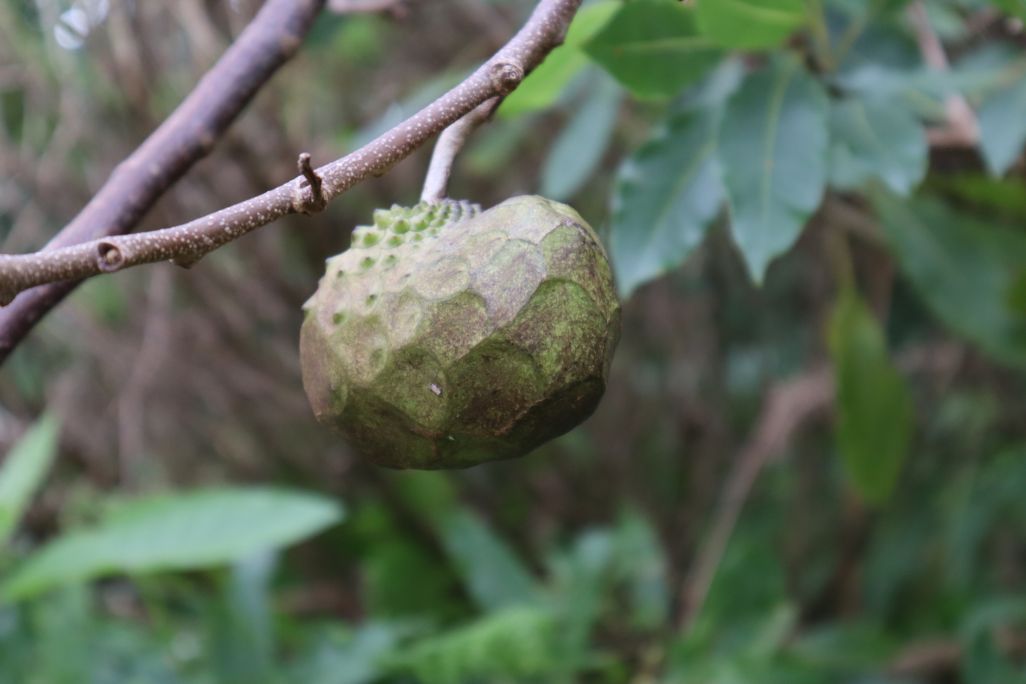 Custard Apple