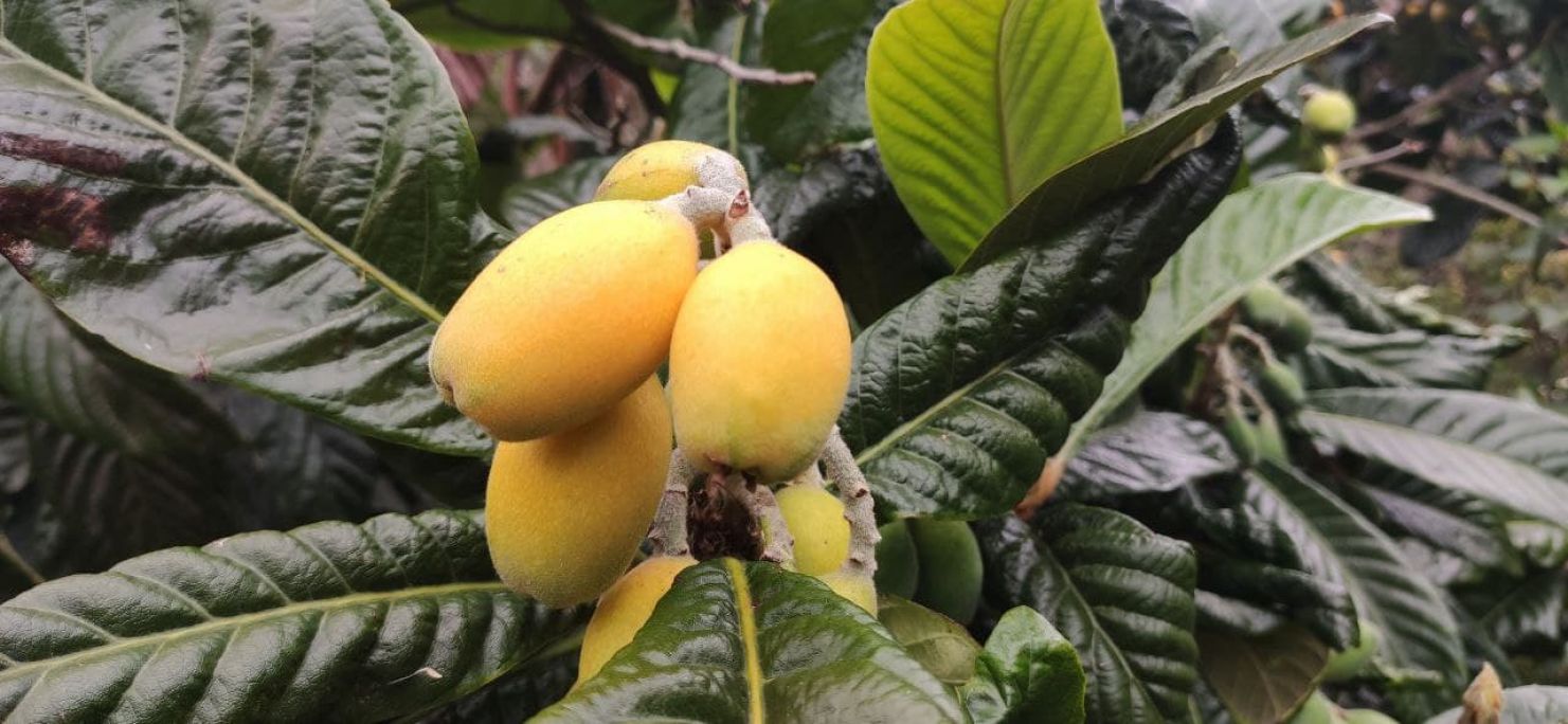 Loquat