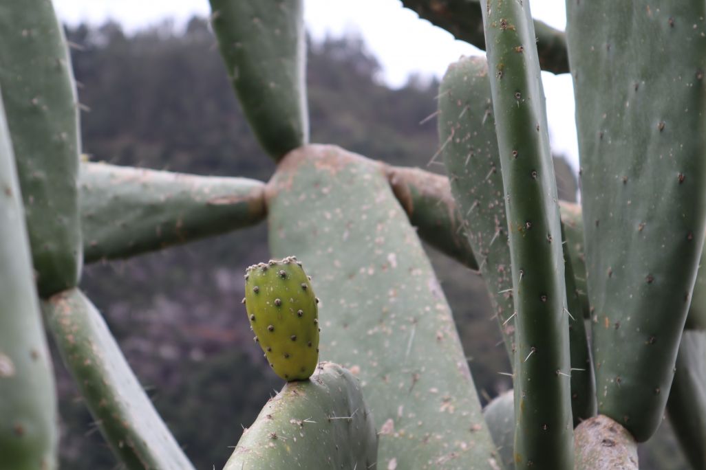 Prickly Pear