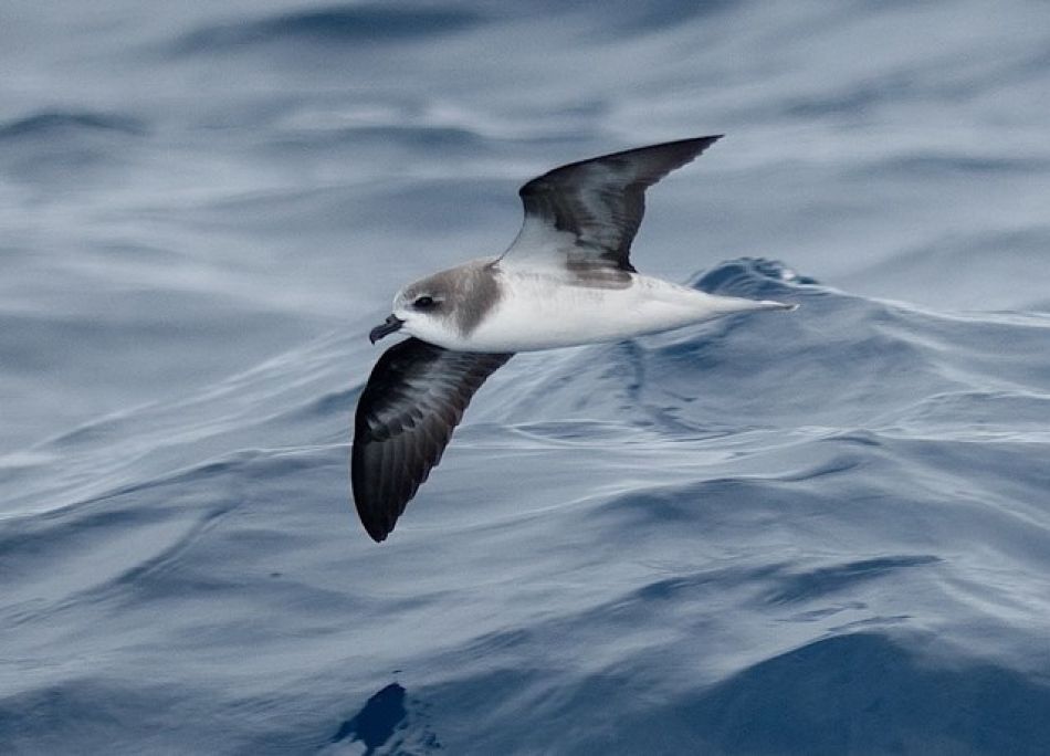 Petrel de Madeira